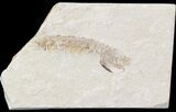 Fossil Mantis Shrimp (Sculda syriaca) - Lebanon #43553-1